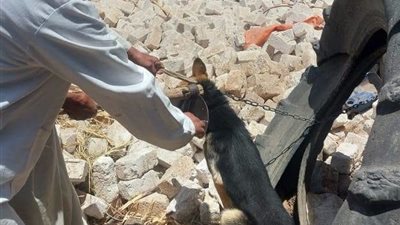 حملة بيطرية لتحصين الكلاب الحرة والتوعية بمرض السعار في جهينة الشرقية