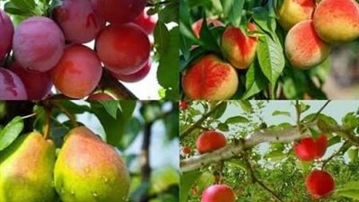4 مفترسات حشرية تحمي المحاصيل وتقلل استخدام المبيدات