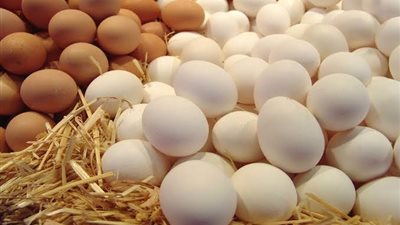شعبة البيض: تصدير الفائض لن يؤثر على السوق المحلية والإنتاج يغطي 130% من الاحتياجات