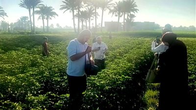 زراعة شمال سيناء تطلق جولات ميدانية لحماية المحاصيل وزيادة الإنتاجية بقاطية