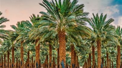 لحماية المحصول وتحسين الجودة.. إرشادات جديدة لمزارعي نخيل البلح