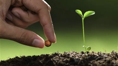 إستراتيجية حكومية لتوسيع الإرشاد الزراعي ودعم مزارعي شمال سيناء