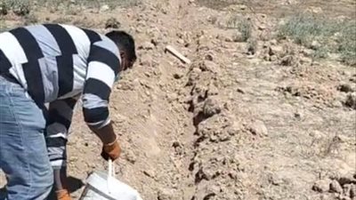 زراعة الإسكندرية تنفذ حاجز كيميائي لمكافحة النمل الأبيض ببرج العرب