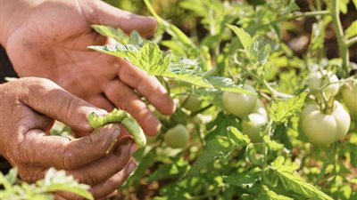 مركز المناخ يطلق دستور الصمود الزراعي.. توصيات عاجلة لحماية المحاصيل قبل شهر الحر الكبير