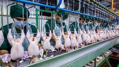 قرار وزاري جديد.. الدجاجة الذهبية  تنضم إلى قائمة المجازر المعتمدة رسميًا في مصر