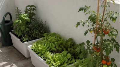 الزراعة في البلكونة.. خطوات بسيطة تحول المساحات الصغيرة إلى مصدر للخضار الطازج