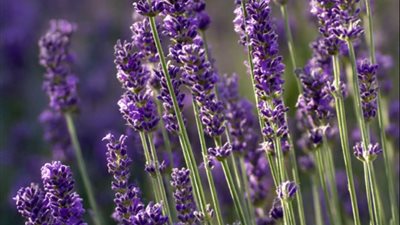 اللافندر.. نبات عطري يجمع بين الجمال والرائحة المهدئة والعناية قليلة المتطلبات