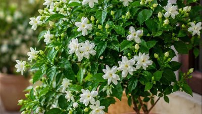 شجرة الفل.. نبات عطري يحول المساحات الصغيرة إلى تجربة من الهدوء والجمال