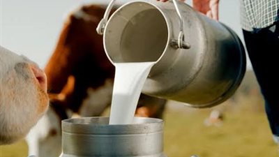 طفرة في الإنتاج الحيواني: إنتاج مصر من الألبان يقفز إلى 7 ملايين طن بنسبة نمو 8%