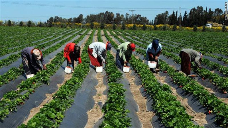 خطة الأقصر الخضراء