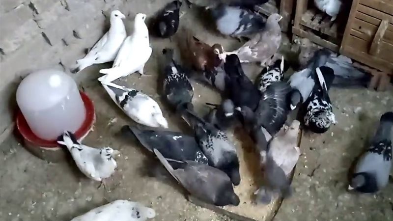 تربية الحمام 