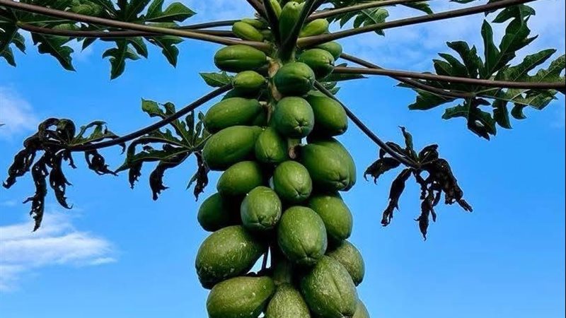 البابايا