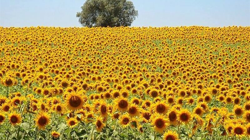 محصول دوار الشمس