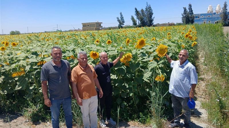 زراعة الإسماعيلية