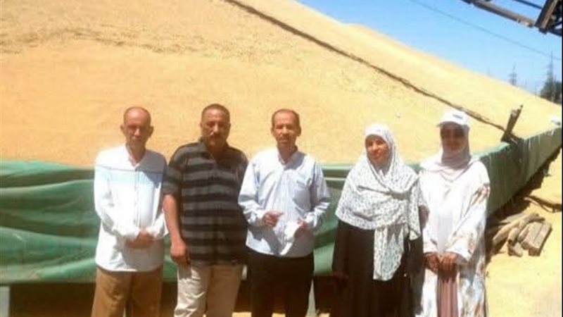 زراعة الأقصر: ارتفاع