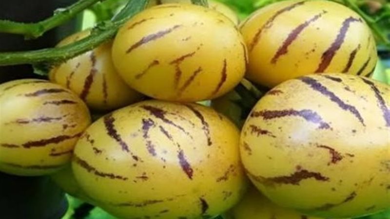فاكهة البيبينو 