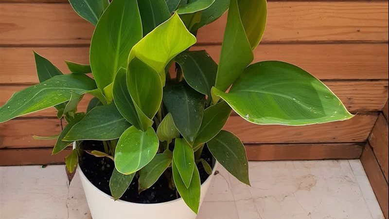 كانا