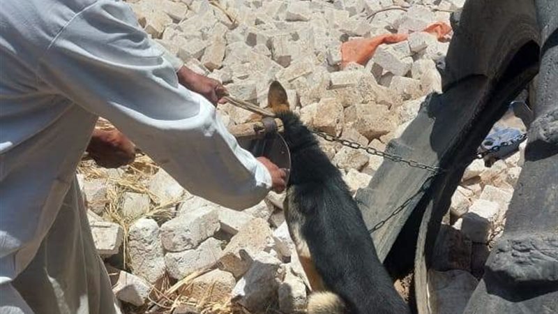 حيازة الحيوانات الخطرة