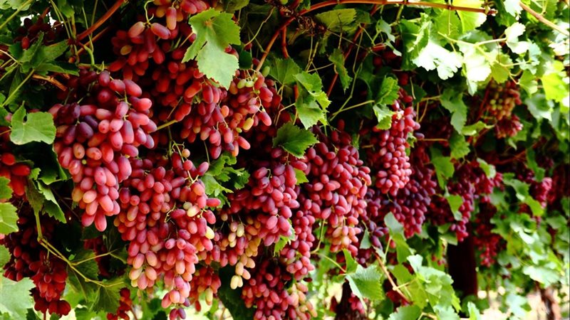 العنب 