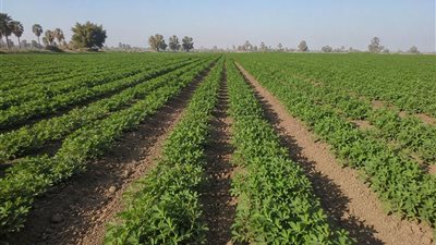 خبراء يوضحون برنامج إدارة محصول الفول السوداني من الزراعة حتى الحصاد