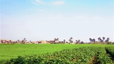 نقيب الفلاحين يحذر: موجة الحر تدفع الثعابين السامة لغزو الأراضي الزراعية