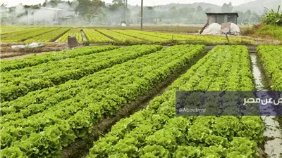 مشروع الـ1.5 مليون فدان.. كيف تحصل على أراضي زراعية بشروط بسيطة؟