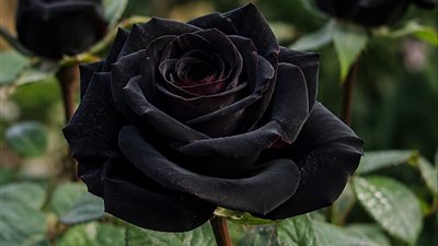 خبراء نباتات الزينة: الوردة السوداء من أندر الأزهار في العالم.. وسر لونها يرتبط بالبيئة المحيطة