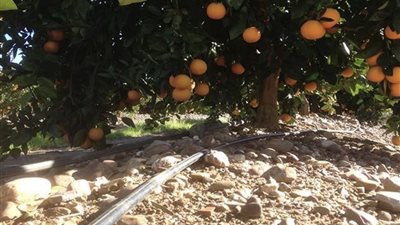 اعرف أرضك.. لا تحكم على الأرض من شكلها.. التربة الحصوية والصخرية قد تتحول إلى كنز زراعي بالإدارة الصحيحة