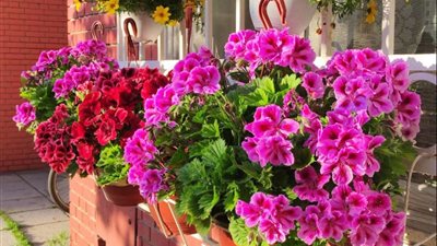 الجيرانيوم من أفضل النباتات المزهرة للشرفات.. والعناية الصحيحة تضمن إزهارًا غزيرًا طوال الموسم