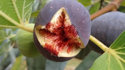 تعاون بين الإرشاد الزراعي ومشروع FIGURE لزيادة إنتاجية ومكافحة آفات محصول التين بمريوط