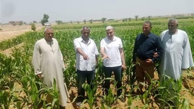 لحماية الرقعة الزراعية.. الزراعة تعلن كشف حساب قطاع استصلاح الأراضي في 15 يومًا
