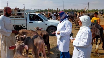 قافلة بيطرية مجانية تعالج 955 رأساً من الماشية والطيور في كفر الزيات