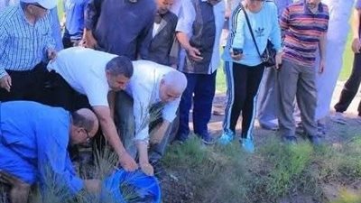 الشرقية تتوسع في الاستزراع السمكي داخل حقول الأرز لتعزيز الأمن الغذائي