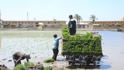 قيادات البحث الزراعي تقود التوسع في الشتل الآلي للأرز بشراكة مع القطاع الخاص لترشيد المياه وزيادة الإنتاجية