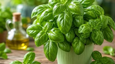     الريحان.. نبات عطري لا غنى عنه في المنزل.. تعرف على أسرار الزراعة والعناية به