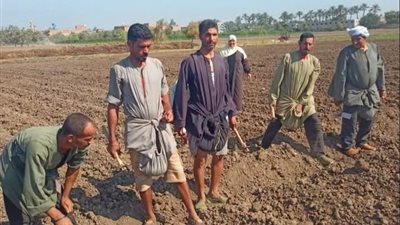 لدعم الثروة الحيوانية.. زراعة بني سويف تطلق حقولًا إرشادية لمحاصيل الأعلاف لخفض تكاليف التربية وزيادة الإنتاج
