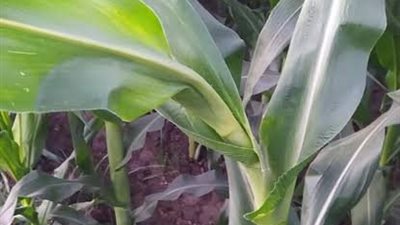 بين المخاوف والصفات الوراثية.. خبير زراعي يوضح أسباب ظاهرة رقبة الوزة في الذرة الشامية وموعد اختفائها
