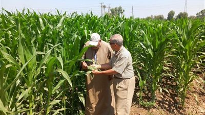 لدعم مزارعي الذرة بالمنوفية.. إرشادات فنية وصرف الأسمدة ومواجهة دودة الحشد الخريفي