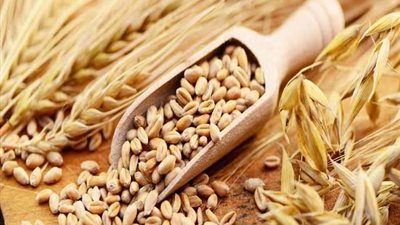البحوث الزراعية: تسجيل صنفي الشعير الجديدين «جيزة 201» و«جيزة 202»