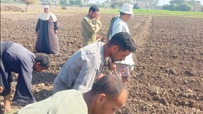 زراعة بني سويف تتوسع في الحقول الإرشادية للأعلاف الخضراء لدعم الثروة الحيوانية