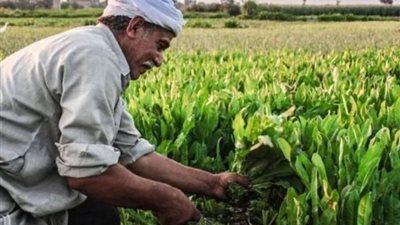 انتصار للفلاح.. توصيات برلمانية بوقف ملاحقة مستأجري أراضي الأوقاف