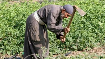 الأوقاف: زيادة إيجارات الأراضي الزراعية ستكون تدريجية مراعاةً للفلاحين
