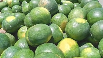بطيخ قلابشو.. معايشة ميدانية ترصد صرخة المزارعين بين مقصلة الشائعات وخسائر الموسم الشاق