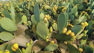الكف القوي سر النجاح.. قواعد ذهبية لاختيار شتلات التين الشوكي قبل الغرس