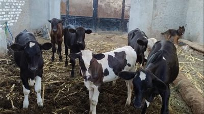 أسيوط تعزز الثروة الحيوانية.. تلقيح 4218 رأس ماشية وعلاج 2273 حالة خلال يونيو