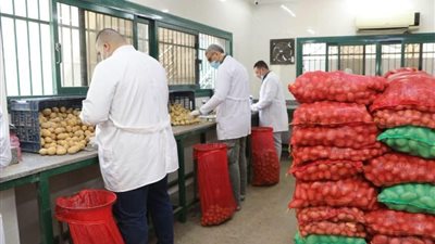 الزراعة: فحص أكثر من مليون طن بطاطس للتصدير و68 ألف طن تقاوي استعدادًا للموسم المقبل