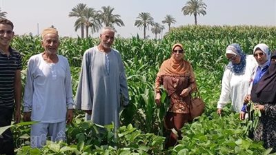 تكثيف زراعي لتعظيم العائد.. زراعة بني سويف تنظم ندوة حقلية لزيادة إنتاجية فول الصويا