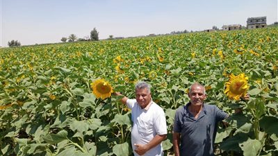 الإدارة الزراعية بالقنطرة شرق تكثف المرور الميداني لمتابعة المحاصيل الزراعية
