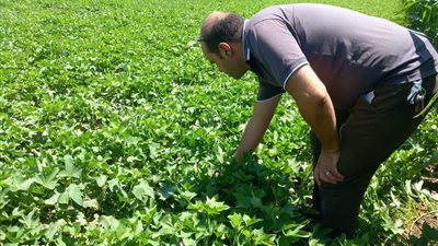 الزراعة تكثف الإرشاد الحقلي بالمنوفية.. توصيات لزيادة إنتاج الذرة ومكافحة دودة الحشد وترشيد الري
