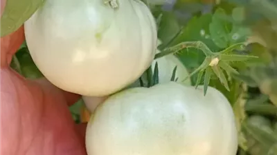 الطماطم البيضاء.. حكاية أغرب صنف في العالم وفرصة زراعية قد تجد طريقها إلى الأسواق العربية